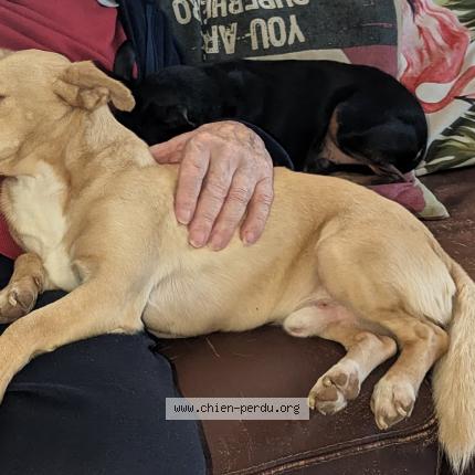 Photo 1/1 Chien retrouvé Perdu à Saint Marcel