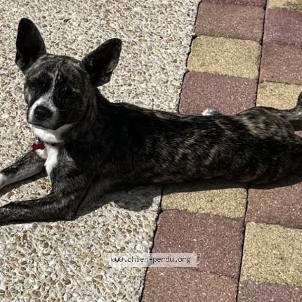 Photo 1/1 Chien retrouvé Perdu à Valenton