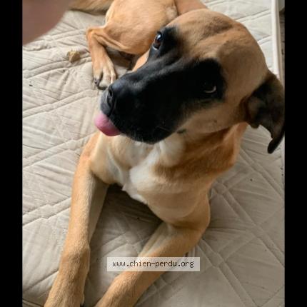 Photo 1/1 Chien retrouvé Perdu à Beaune La Rollande