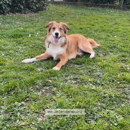 Photo 1/1 Chien retrouvé Perdu à Saint Sulpice Et Cameyrac