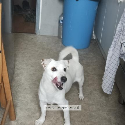 Photo 1/1 Chien retrouvé Trouvé à Bretigny Sur Orge