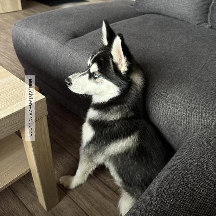 Photo 1/1 Chien retrouvé Perdu à Saint thegonnec loc eguiner