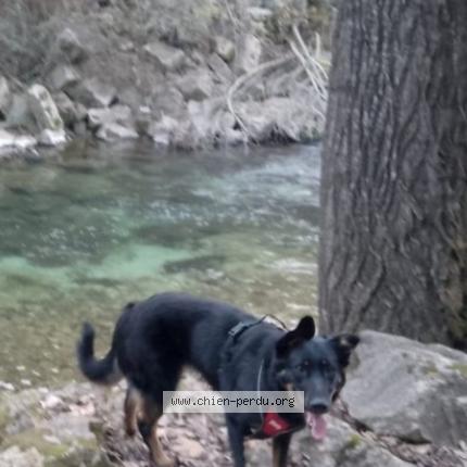 Photo 1/1 Chien retrouvé Perdu à La Colle Sur Loup
