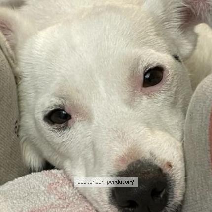 Photo 1/1 Chien retrouvé Perdu à Buros