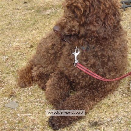 Photo de chien perdu à Buros