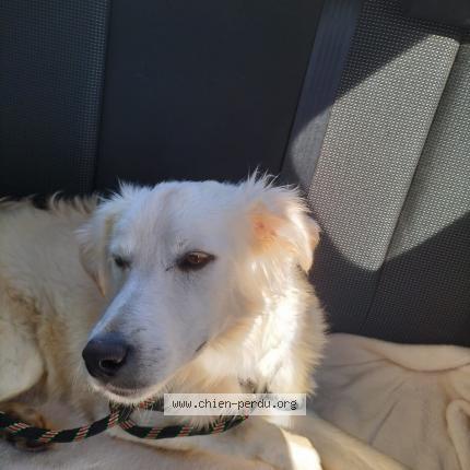 Photo 1/1 Chien retrouvé Perdu à Le muy