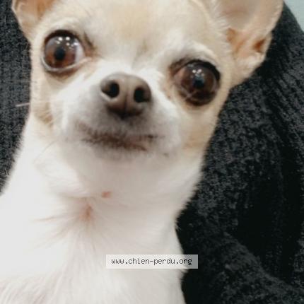 Photo 1/1 Chien retrouvé Perdu à Drancy