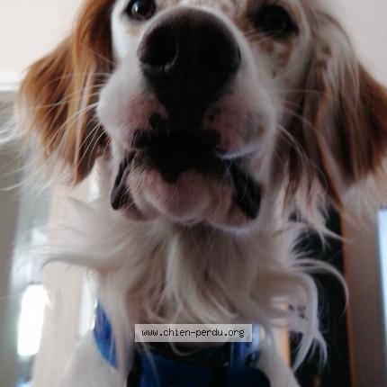Photo 1/1 Chien retrouvé Perdu à Cognac