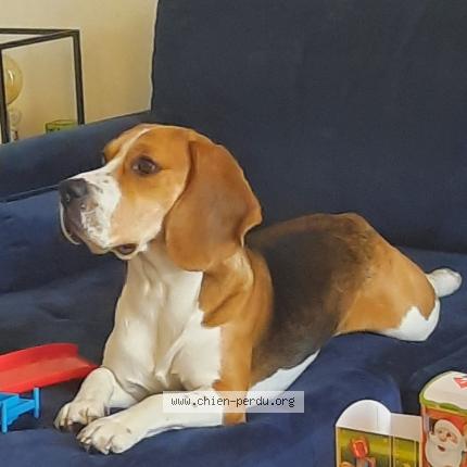 Photo de chien perdu à Argenteuil