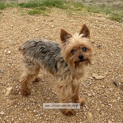 Photo 1/1 Chien retrouvé Perdu à Montauban