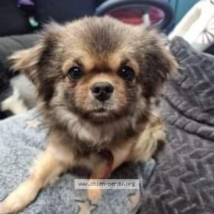Photo 1/1 Chien retrouvé Perdu à Jonquieres Saint Vincent