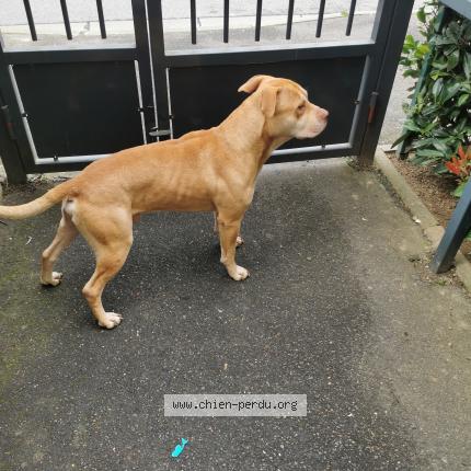 Photo 1/1 Chien retrouvé Trouvé à Corbeil Essonnes