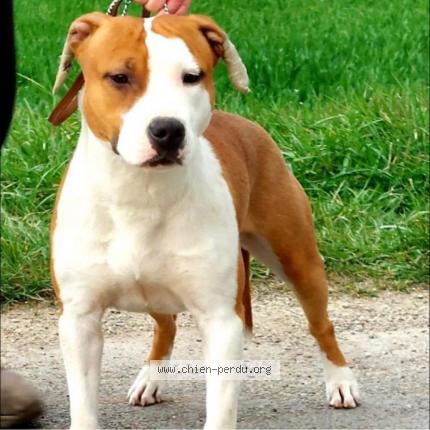 Photo 1/1 Chien retrouvé Perdu à Marquion