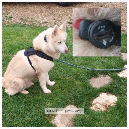 Photo de chien trouvé à Guichainville