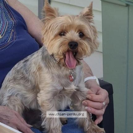 Photo 1/1 Chien retrouvé Perdu à Bretigny sur orge