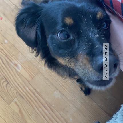 Photo 1/1 Chien retrouvé Trouvé à Missillac