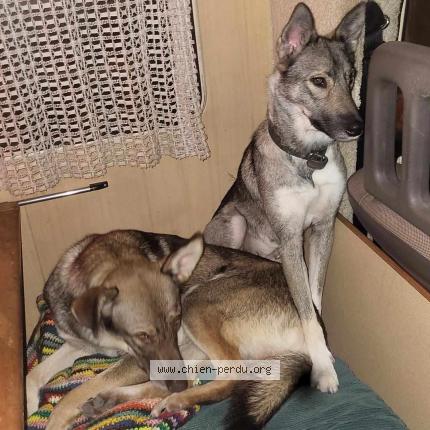 Photo 1/1 Chien retrouvé Perdu à Vihiers