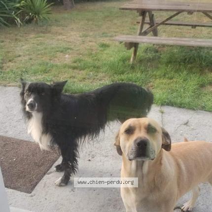 Photo 1/1 Chien retrouvé Perdu à Caumont Sur Aure
