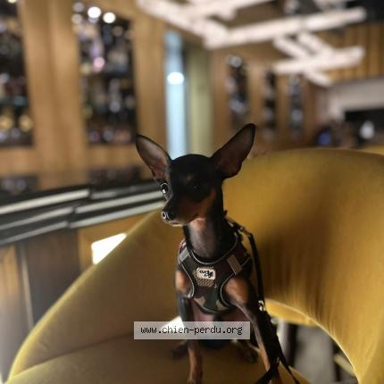 Photo de chien perdu à Paris