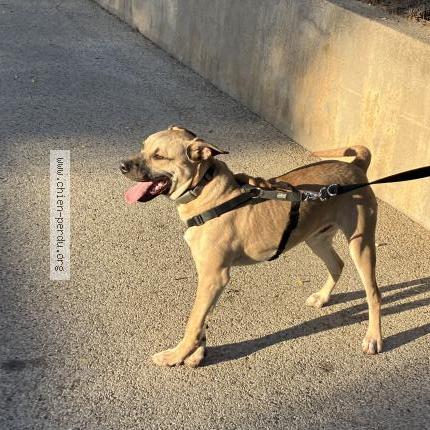 Photo 1/1 Chien retrouvé Perdu à Vitrolles