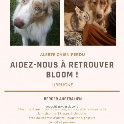 Photo de chien perdu à Urrugne
