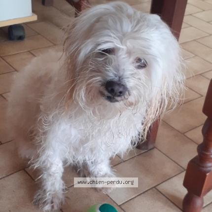 Photo de chien perdu à Villeneuve De La Raho