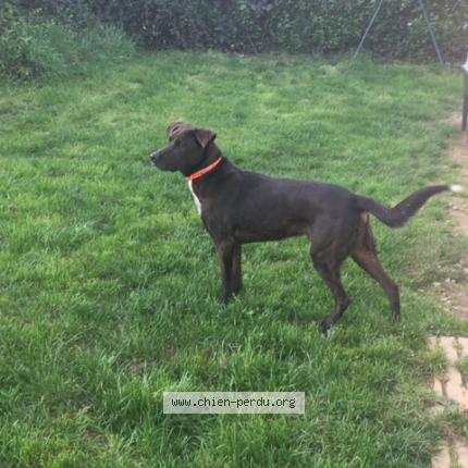 Photo de chien trouvé à Rimou