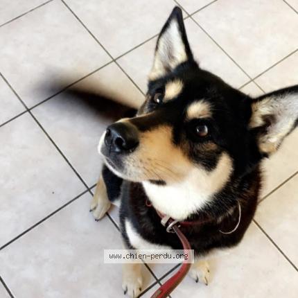 Photo 1/1 Chien retrouvé Perdu à Saint Servais