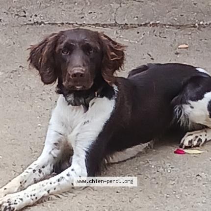 Photo 1/1 Chien retrouvé Perdu à Lanfroicourt