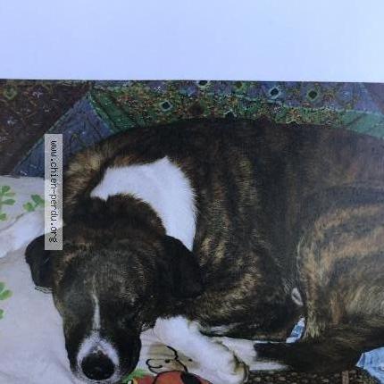 Photo de chien perdu à St Catherine