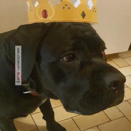 Photo de chien perdu à Sauvian