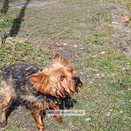 Photo de chien perdu à Praz Sur Arly