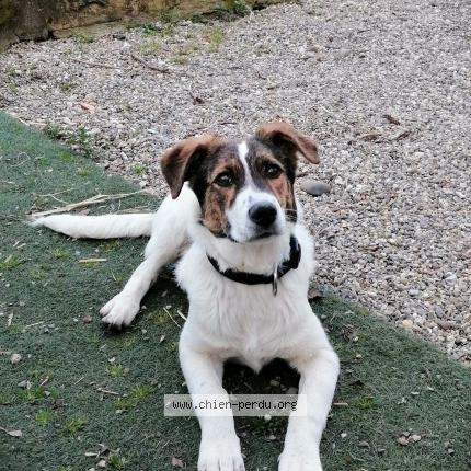 Photo de chien perdu à Mulhouse