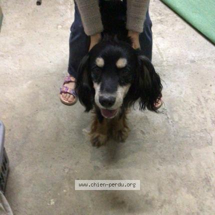 Photo de chien trouvé à Herepian