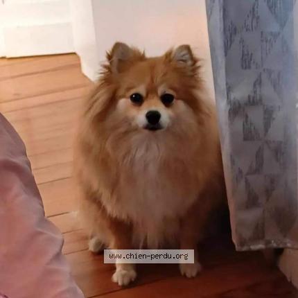 Photo 1/1 Chien retrouvé Perdu à Lormont