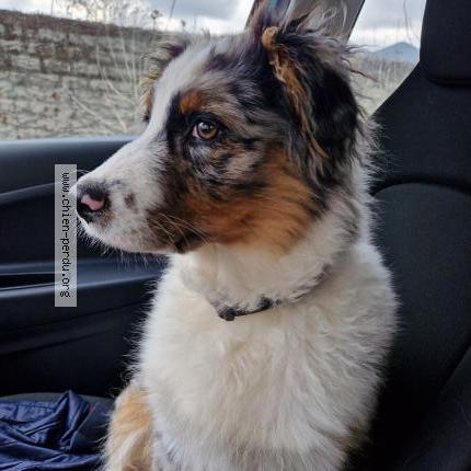 Photo de chien perdu à Allauch