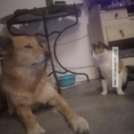 Photo 1/1 Chien retrouvé Perdu à Corneilla la riviere