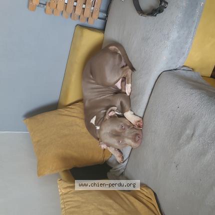 Photo de chien perdu à Le Kremlin Bicetre