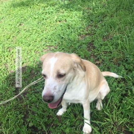 Photo de chien trouvé à Nantes