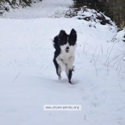 Photo 1/1 Chien retrouvé Perdu à Duerne