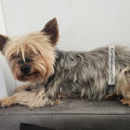 Photo de chien perdu à La Penne Sur Huveaune