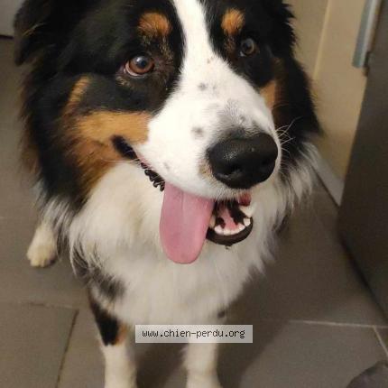 Photo de chien perdu à Mansonville