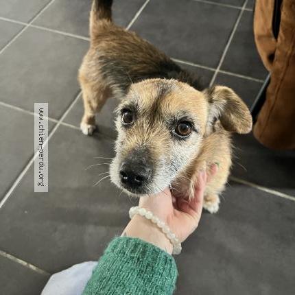 Photo de chien trouvé à Guerigny