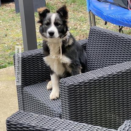 Photo de chien perdu à Velieux