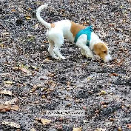 Photo 1/1 Chien retrouvé Perdu à Rambouillet