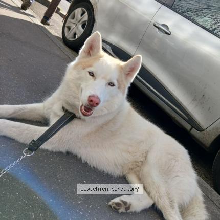 Photo 1/1 Chien retrouvé Perdu à Cuire