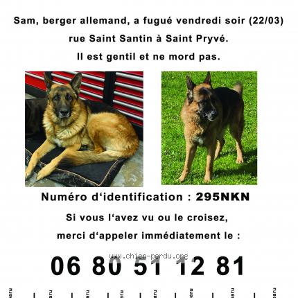Photo 1/1 Chien retrouvé Perdu à Saint Pryve Saint Mesmin