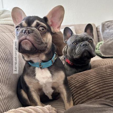 Photo 1/1 Chien retrouvé Perdu à Le rove