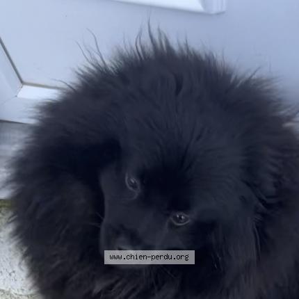 Photo de chien perdu à Valenton