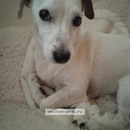 Photo 1/1 Chien retrouvé Perdu à Etrembiere